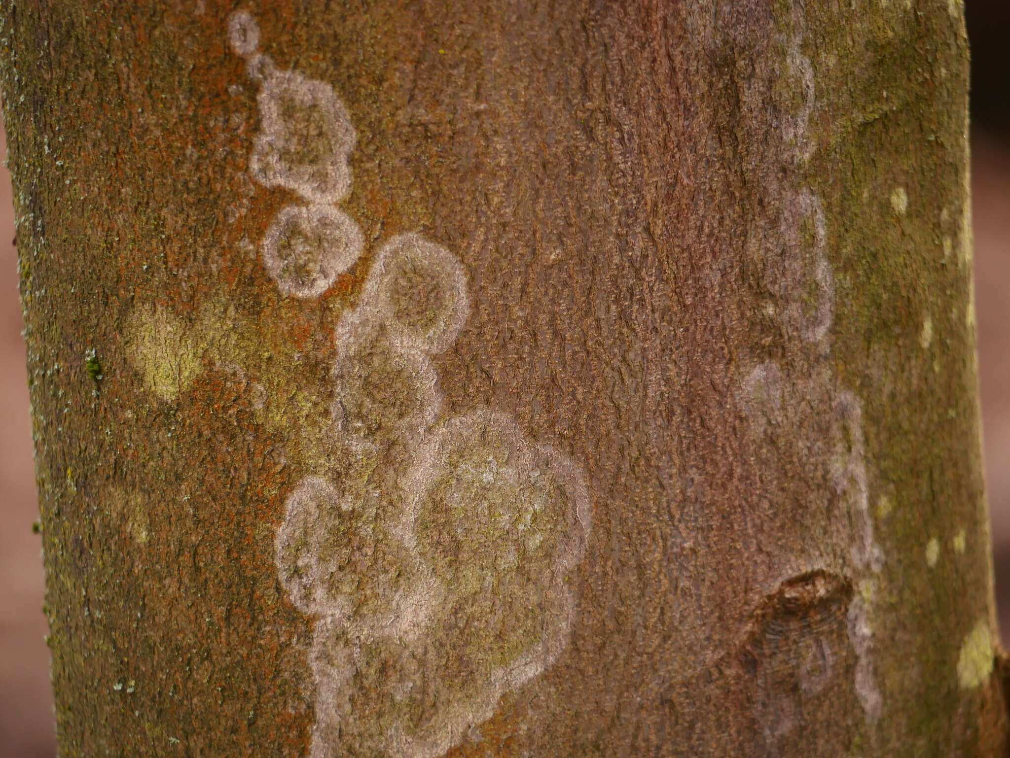 Image of Athelia arachnoidea (Berk.) Jülich 1972