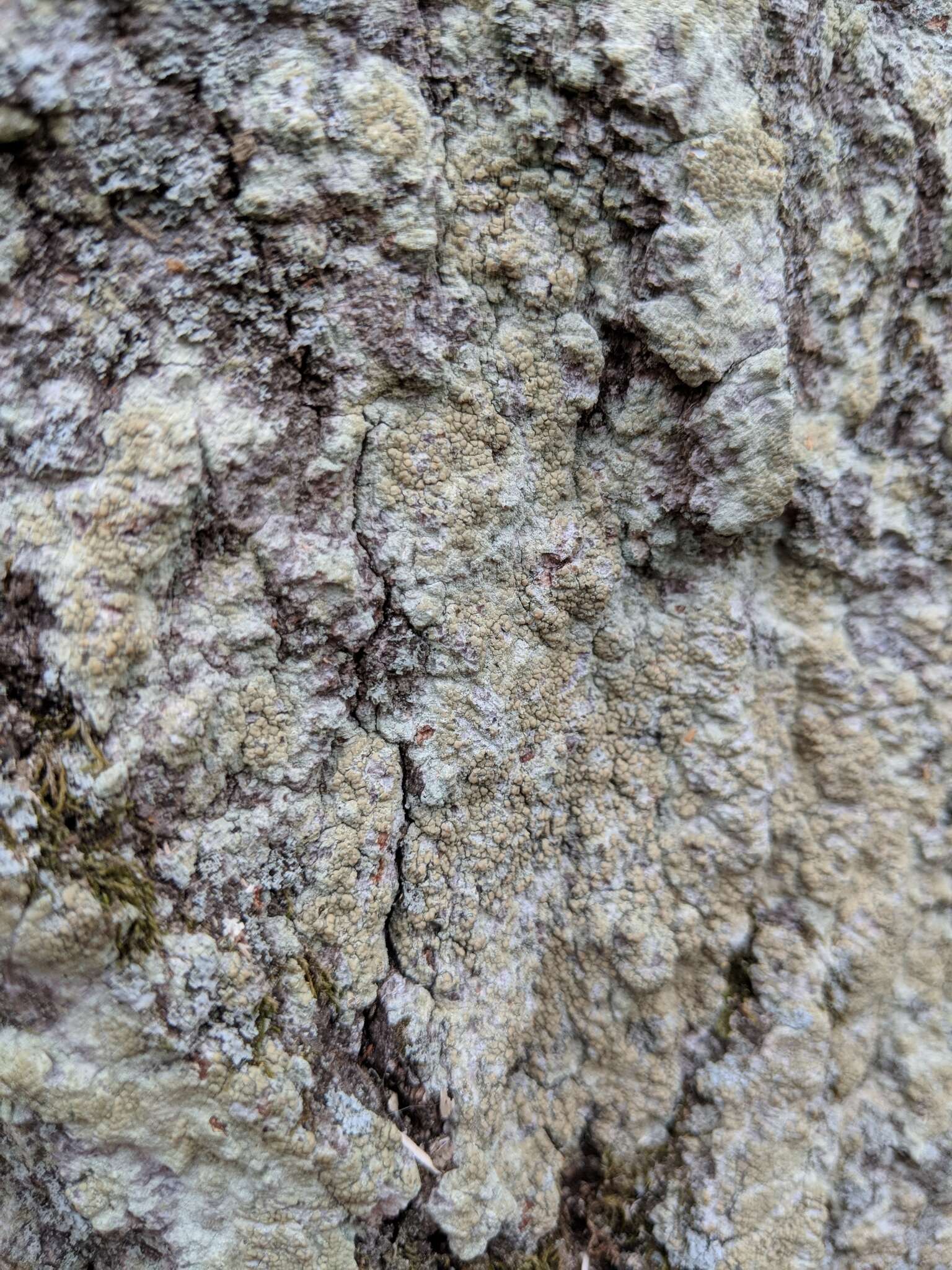 Image of rim lichen