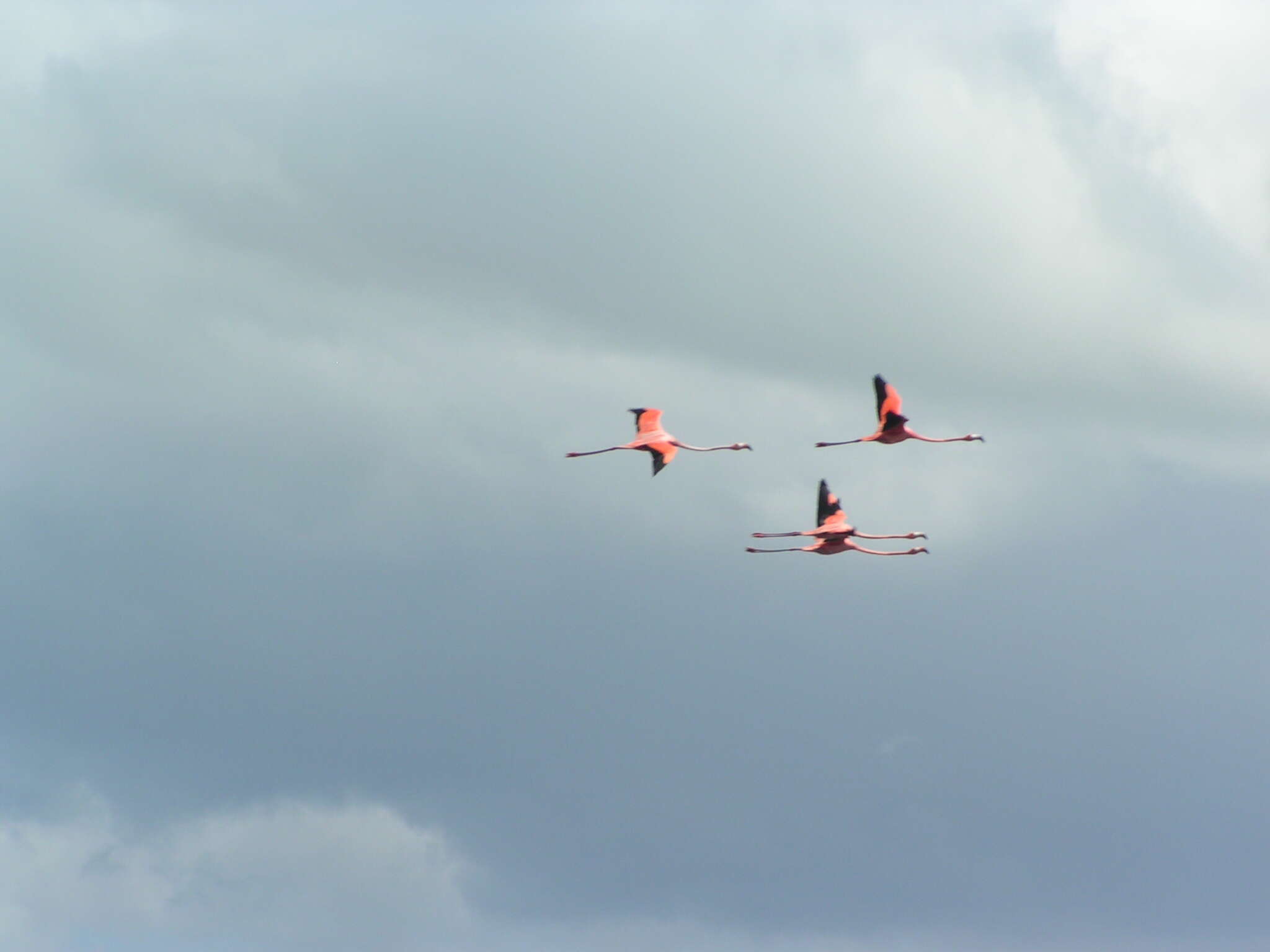 Imagem de Phoenicopterus ruber Linnaeus 1758