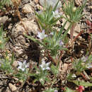 Image of Baja Pincushion-Plant