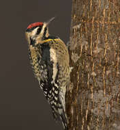 Image of Sapsucker