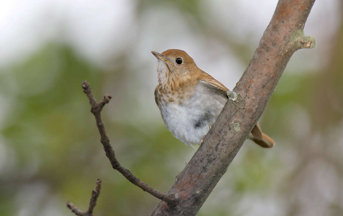 Image of Veery