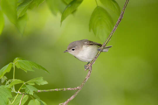 Image of Warbling Vireo