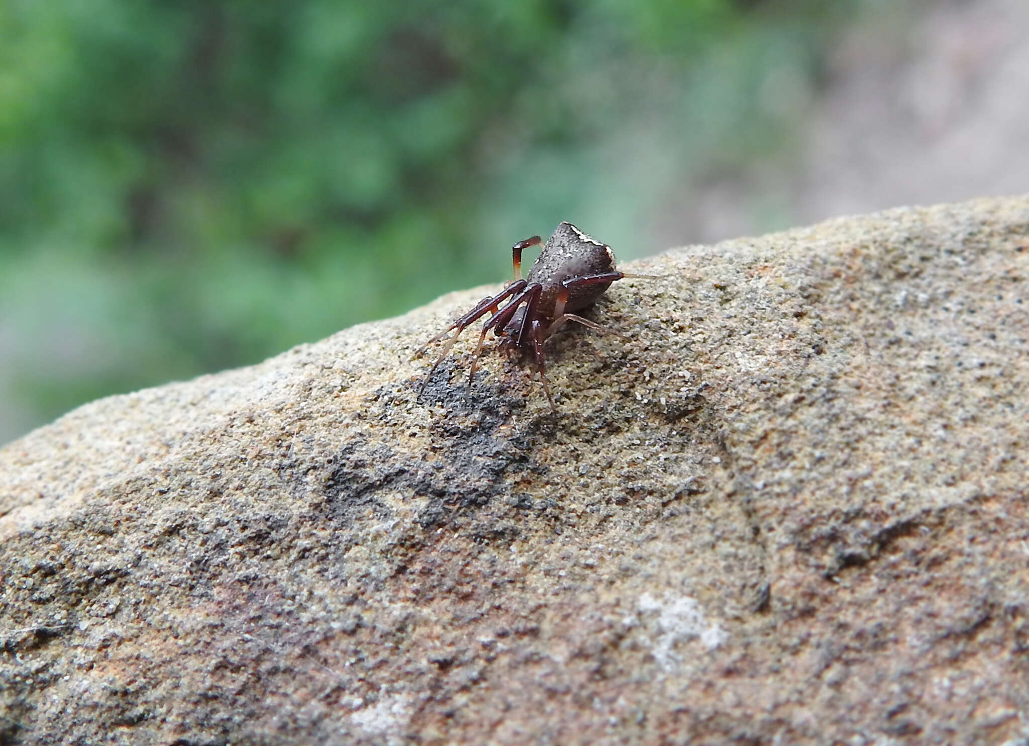 Sivun Episinus truncatus Latreille 1809 kuva