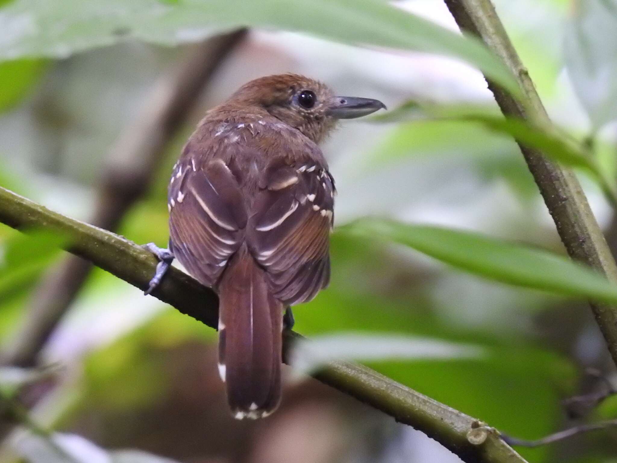 Image of Black-crowned Antshrike