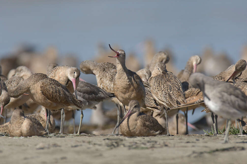 Image of Marbled Godwit