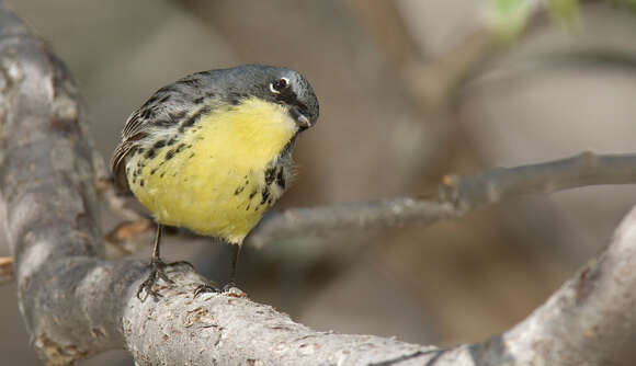 Image of Kirtland's Warbler