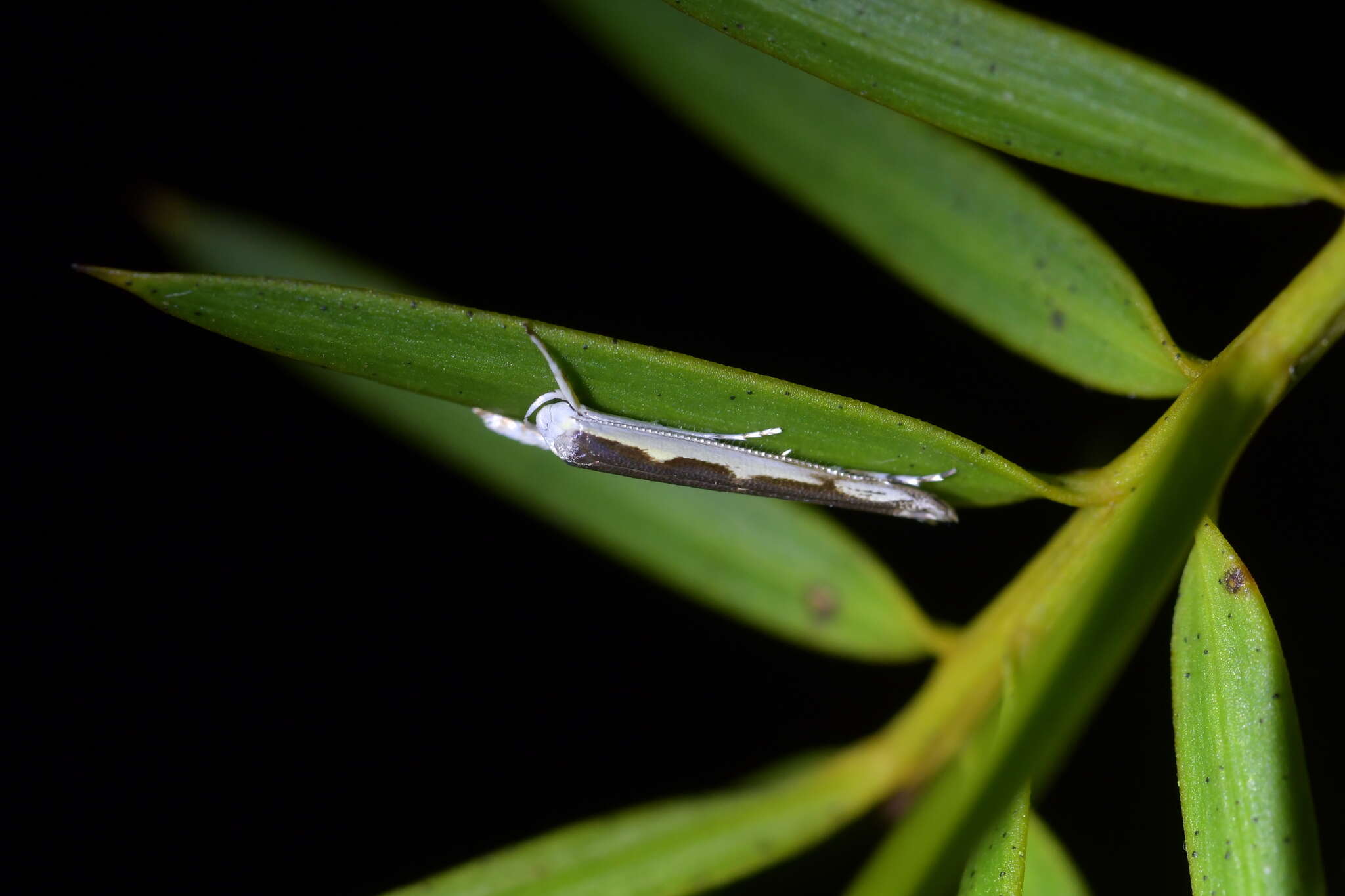 Image of Titoki moth