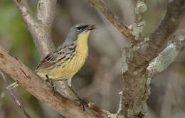 Image of Kirtland's Warbler