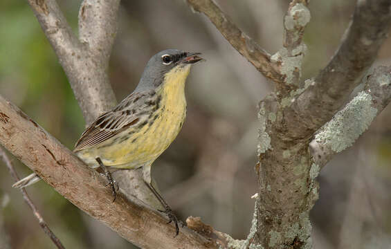 Image of Kirtland's Warbler