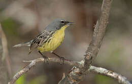 Image of Kirtland's Warbler