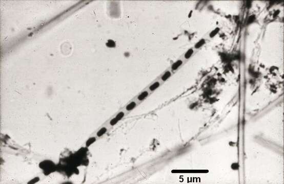 Слика од Leptothrix Kützing 1843