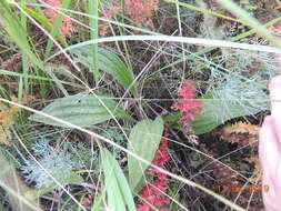 Image of Plantago australis subsp. australis