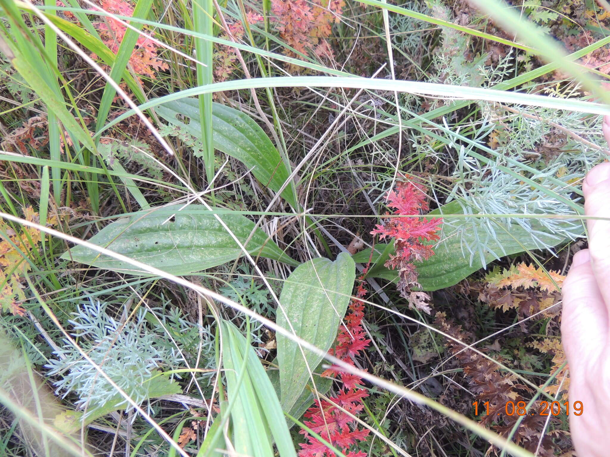 Imagem de Plantago australis subsp. australis