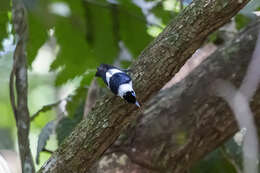 Image of Frill-necked Monarch