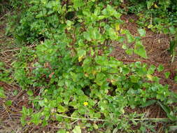 Plancia ëd Senecio angulatus L. fil.