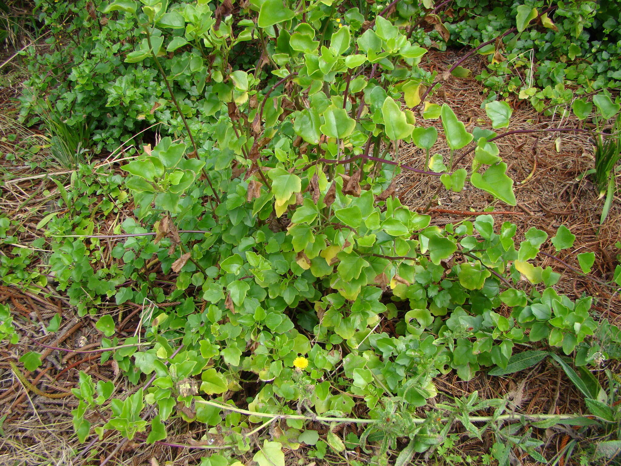 Plancia ëd Senecio angulatus L. fil.