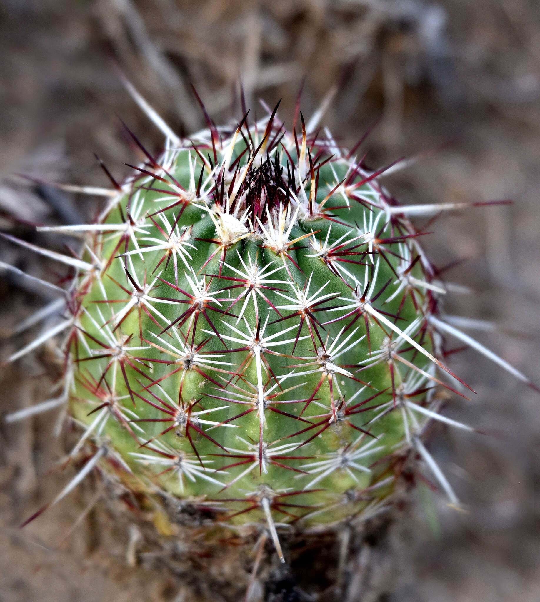 Image de Echinocereus viridiflorus subsp. viridiflorus