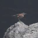 Image of Peruvian Seaside Cinclodes