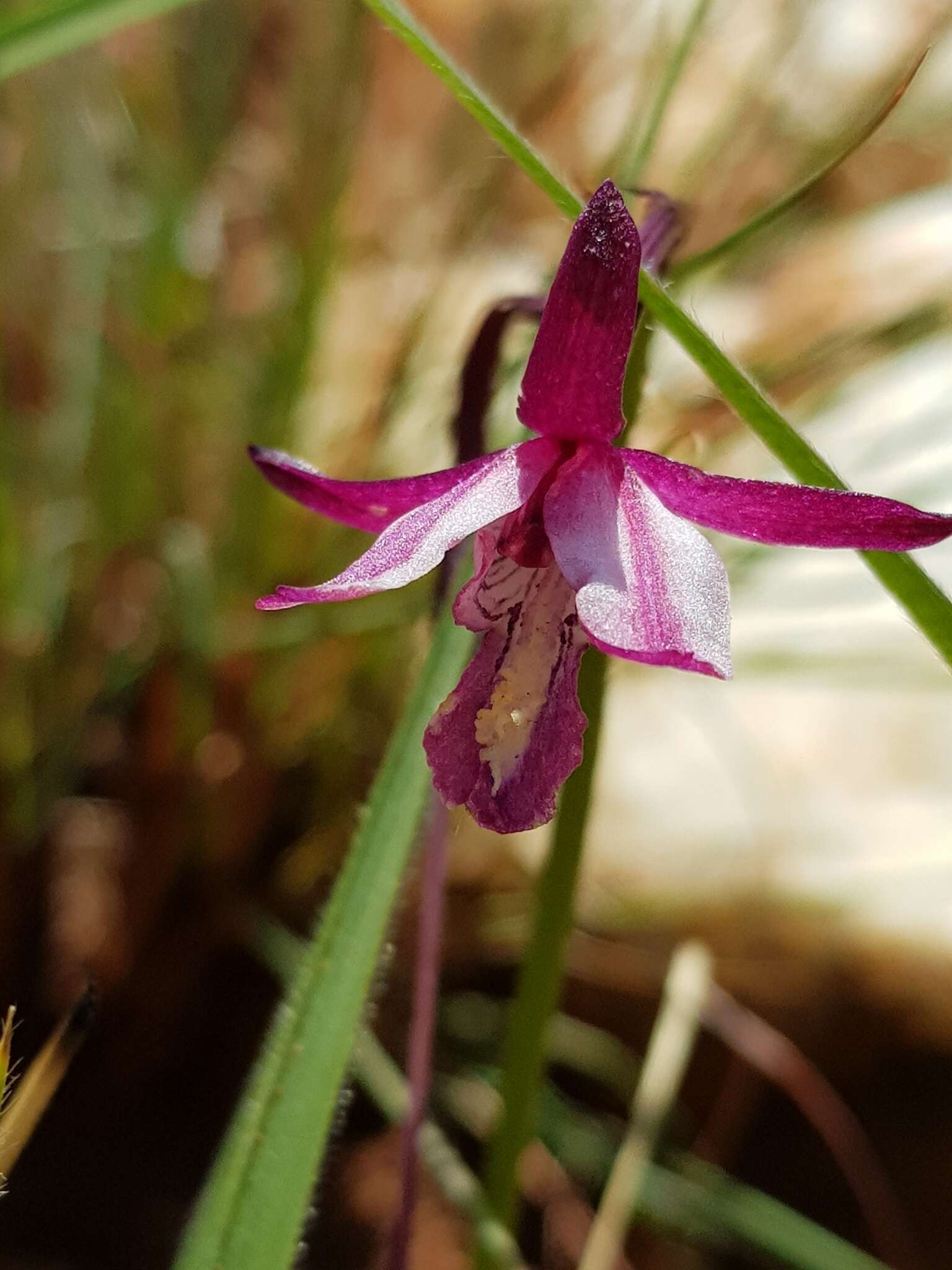 Image de Eulophia hians var. hians