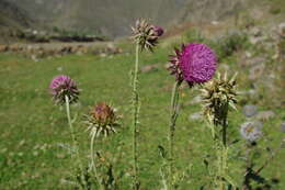 Image of Carduus polyochrus Trautv.