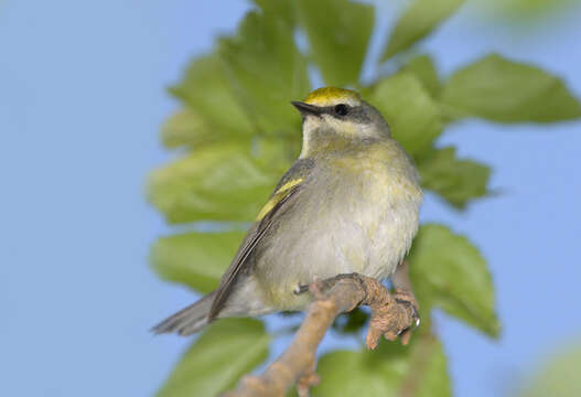 Image of Golden-winged Warbler