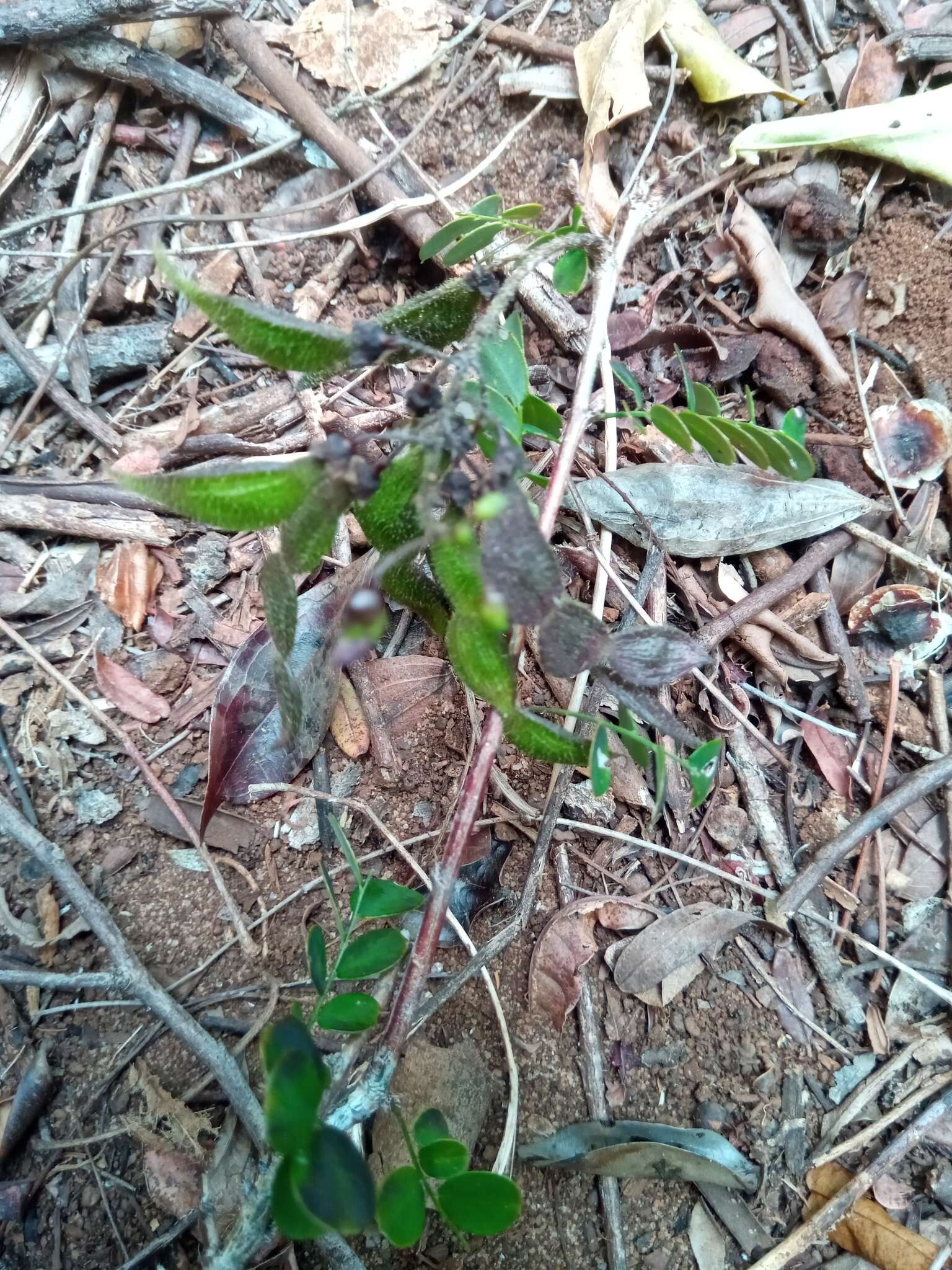 Sivun Ormocarpum bernierianum (Baill.) Du Puy & Labat kuva