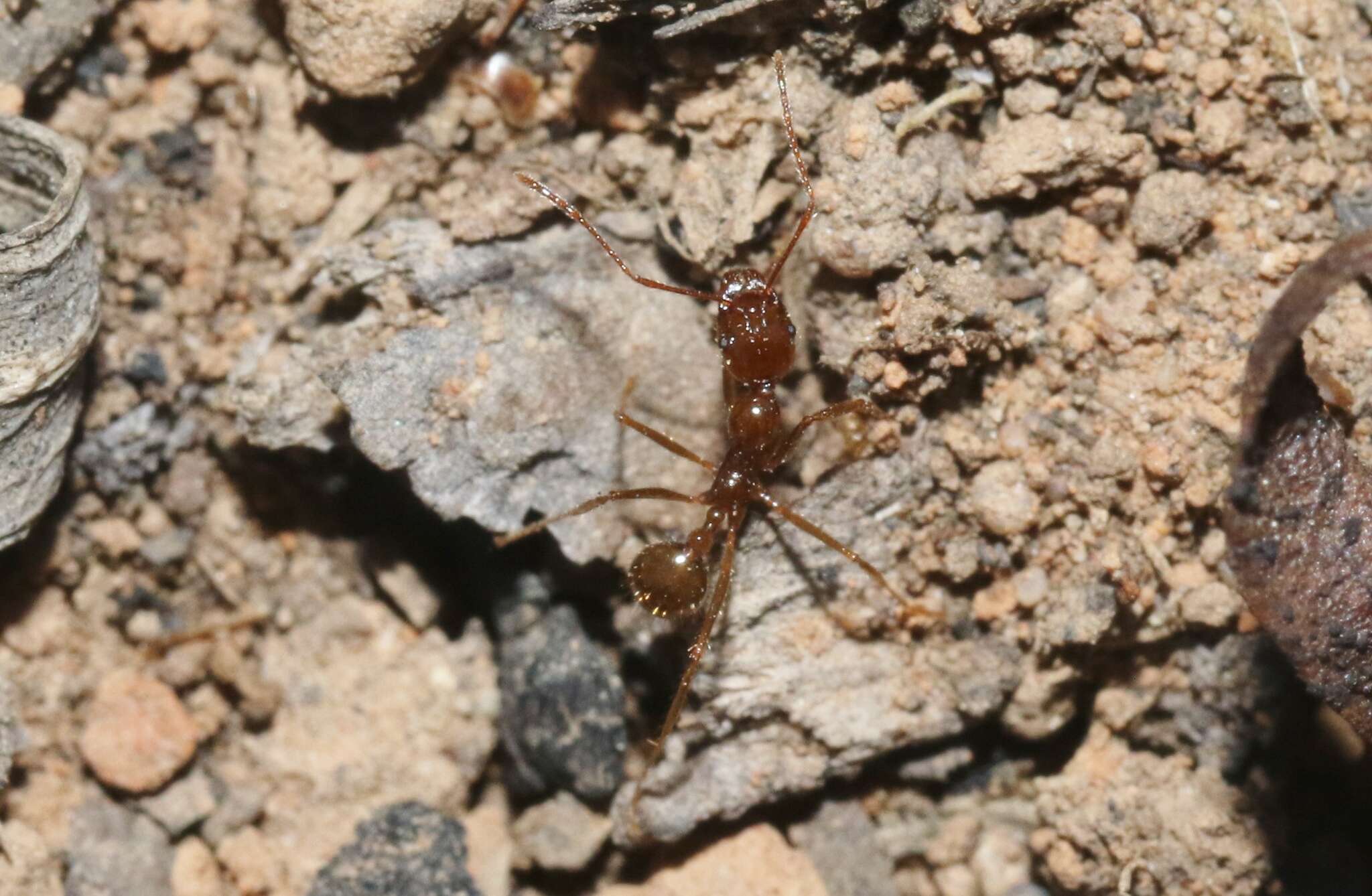 Слика од Aphaenogaster longiceps (Smith 1858)