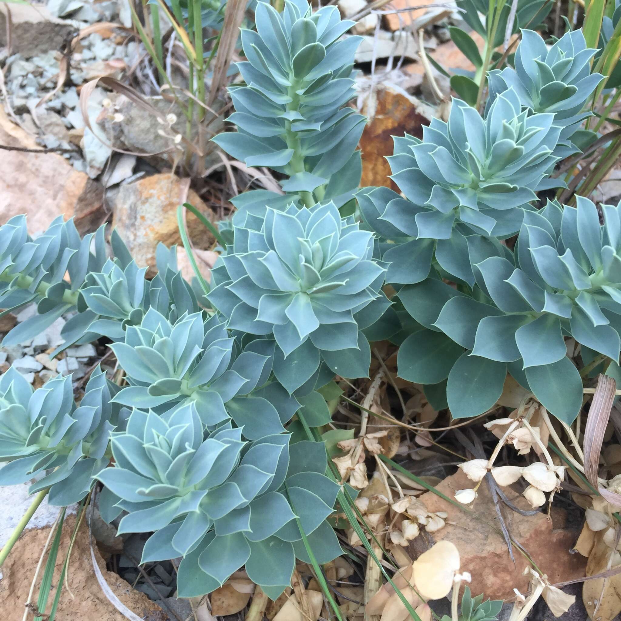 Image of myrtle spurge
