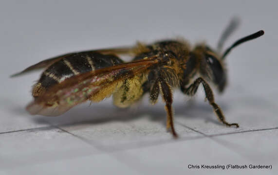 Image of Miserable Andrena