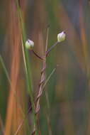 Image de Utricularia volubilis R. Br.