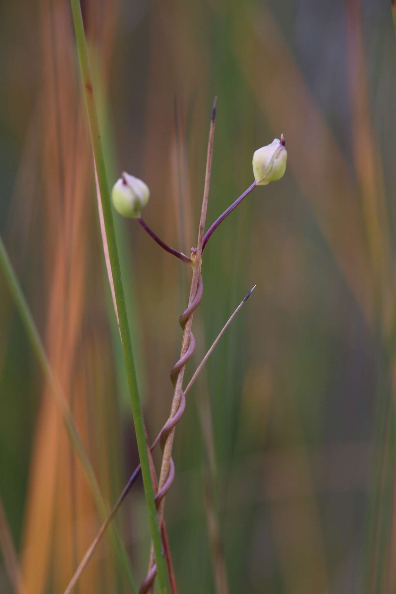 Image de Utricularia volubilis R. Br.