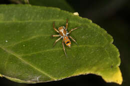 Image of Cosmophasis bitaeniata (Keyserling 1882)