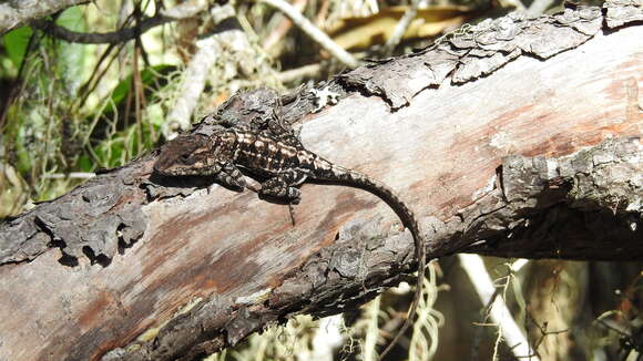 Image of Strahm's Anole