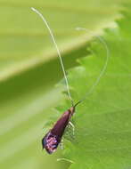Image of Southern Longhorn Moth