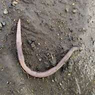 Image of White worm