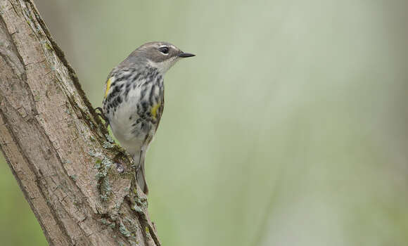 Image of Myrtle Warbler