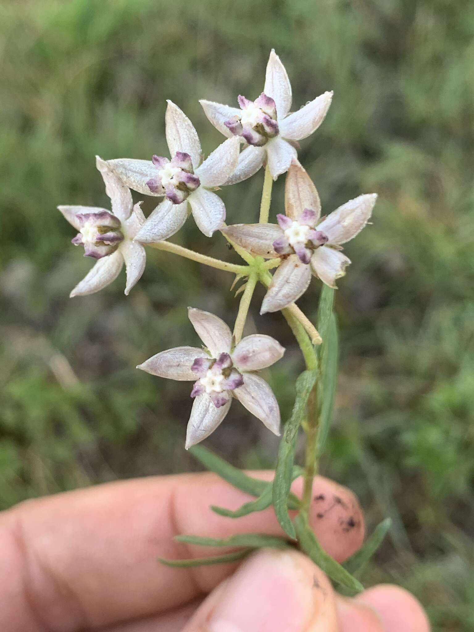 Image of Asclepias brevicuspis (E. Mey.) Schltr.