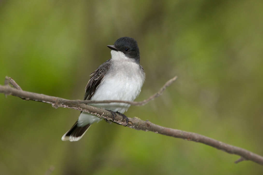 Image of Eastern Kingbird