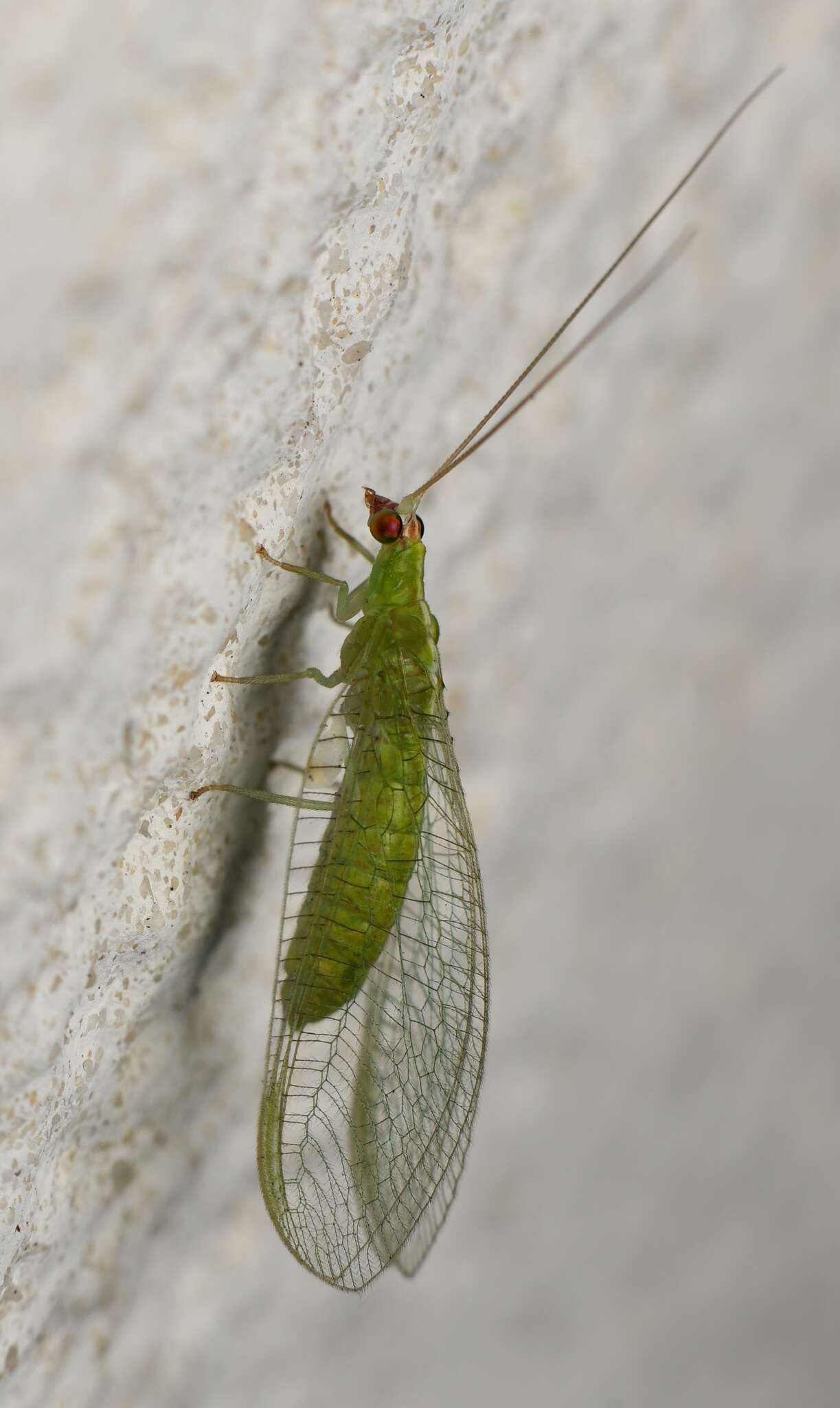 Image of Chrysopodes (Neosuarius) collaris (Schneider 1851)