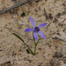 Pheladenia deformis (R. Br.) D. L. Jones & M. A. Clem.的圖片