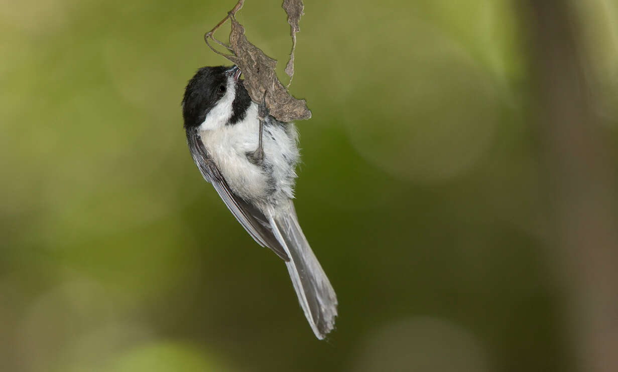 Plancia ëd Poecile atricapillus (Linnaeus 1766)