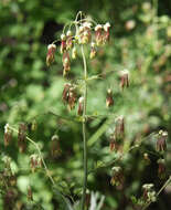 Image of Fendler's meadow-rue