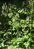 Image of Fendler's meadow-rue