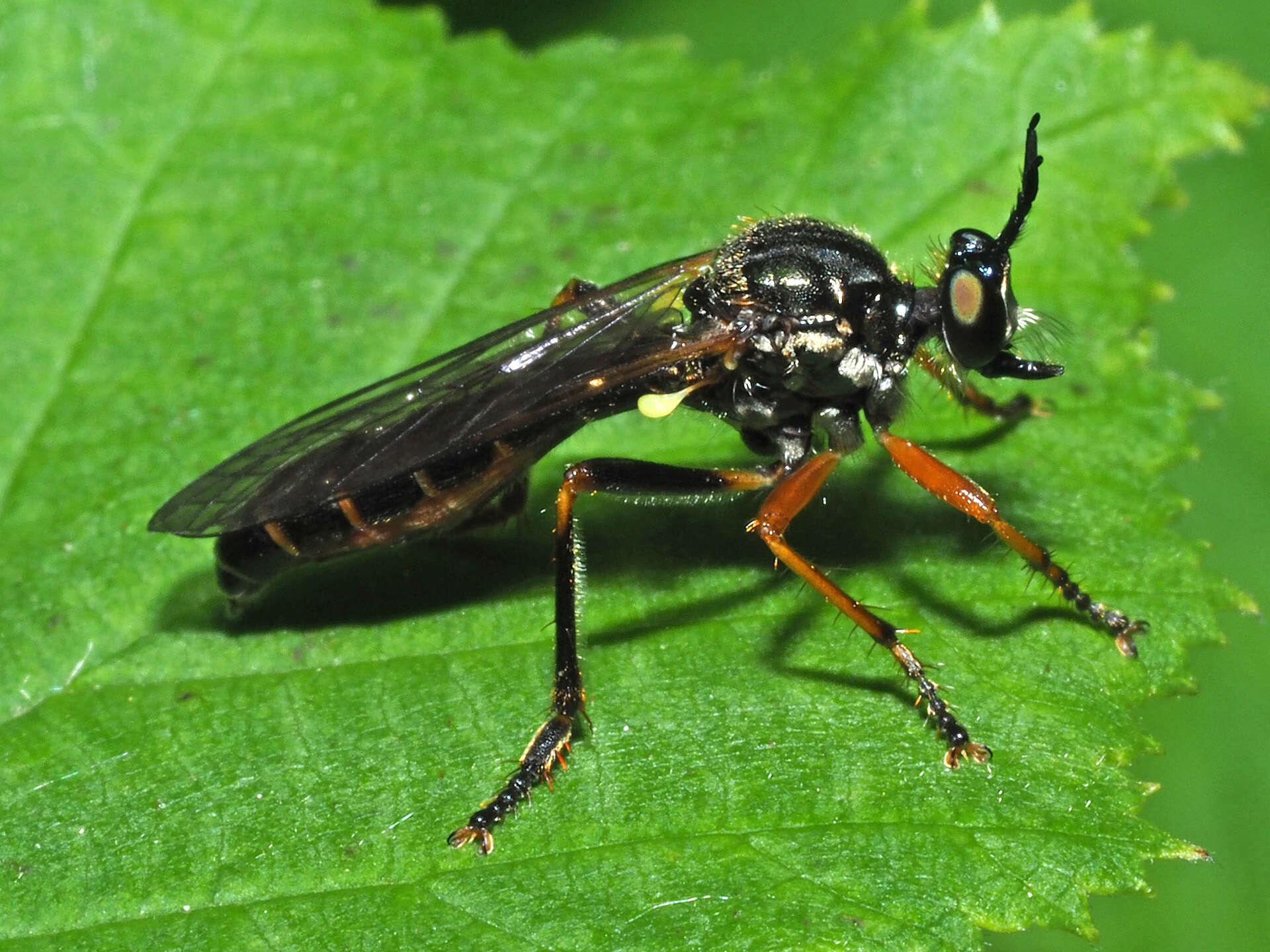 Image of Dioctria rufipes (Scopoli 1763)