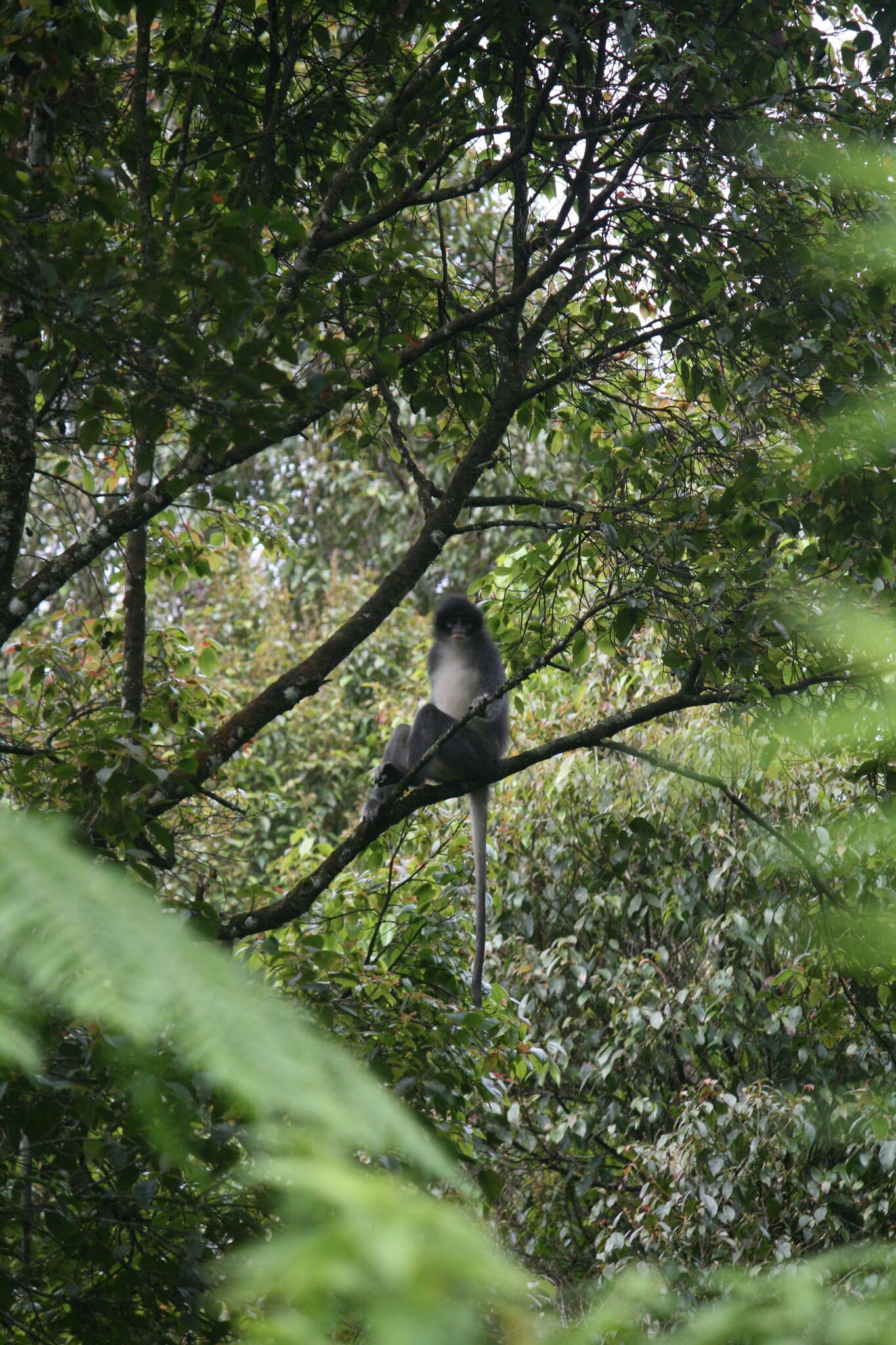 Image of Grizzled Leaf Monkey