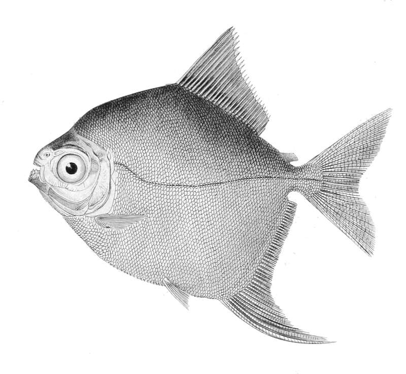 Слика од Myloplus rubripinnis (Müller & Troschel 1844)