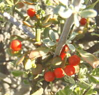 Image de Viscum rotundifolium L. fil.