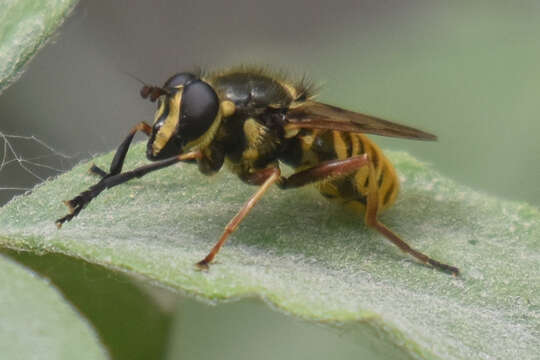 Image of Sphecomyia pattonii Williston 1882