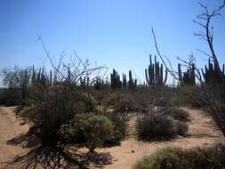 Image of Cardón Cactus